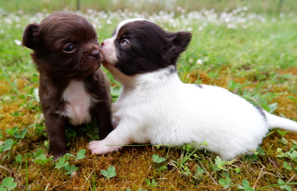 chiot Chihuahua De Doukywa