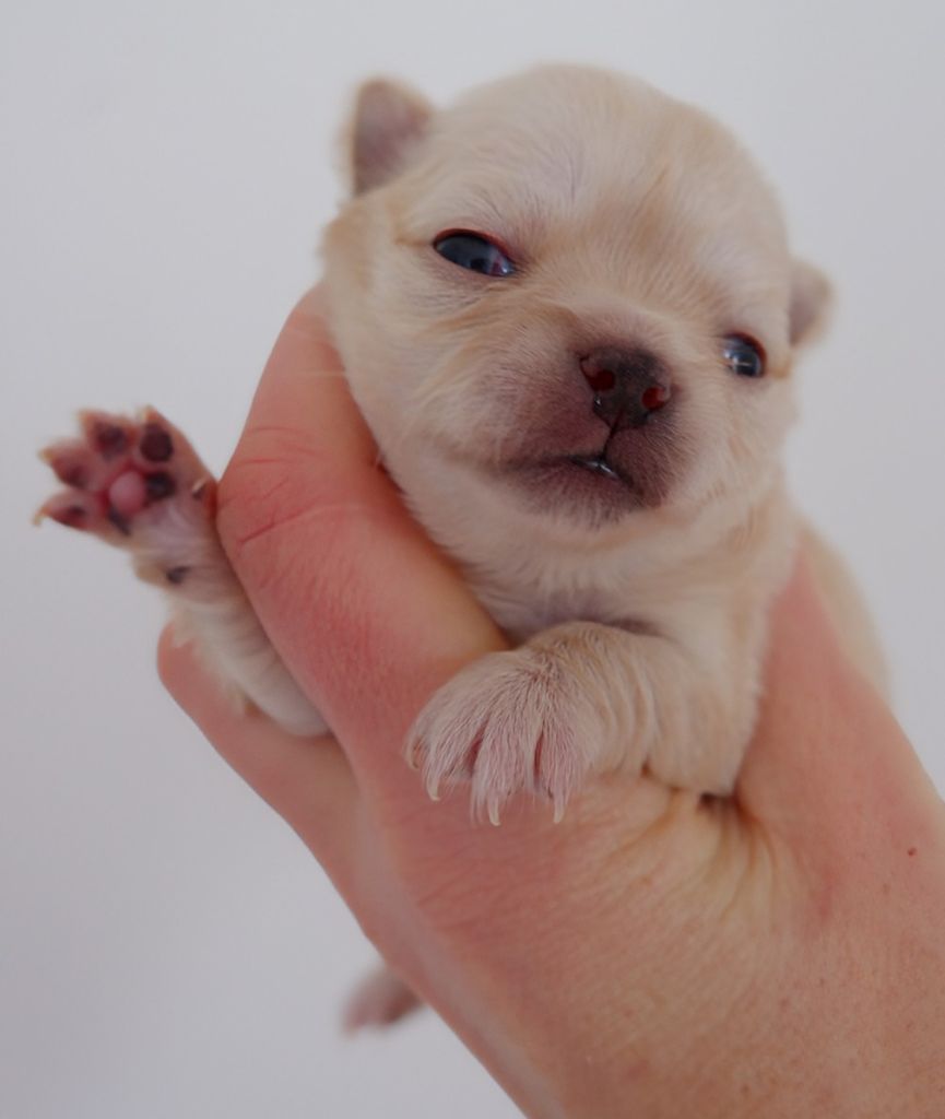 De Doukywa - Chiot disponible  - Chihuahua