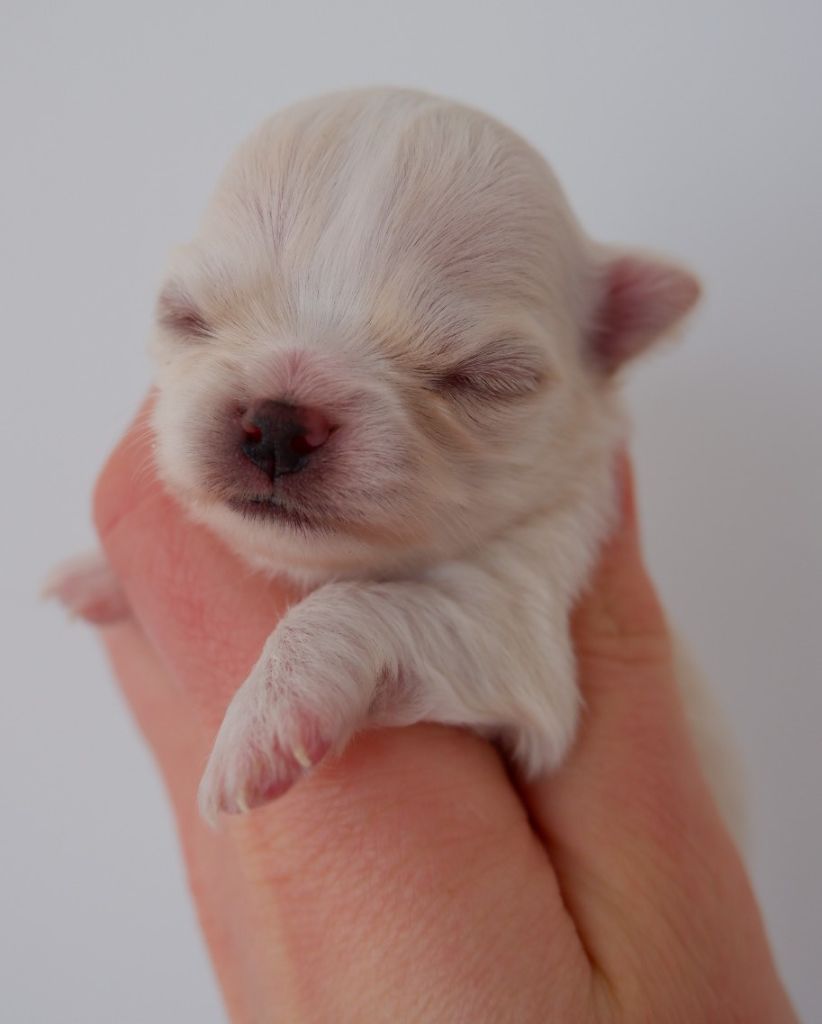 De Doukywa - Chiot disponible  - Chihuahua