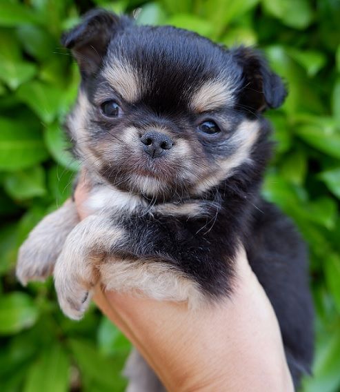 De Doukywa - Chiot disponible  - Chihuahua