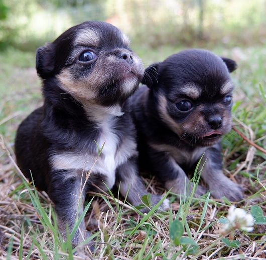 chiot Chihuahua De Doukywa