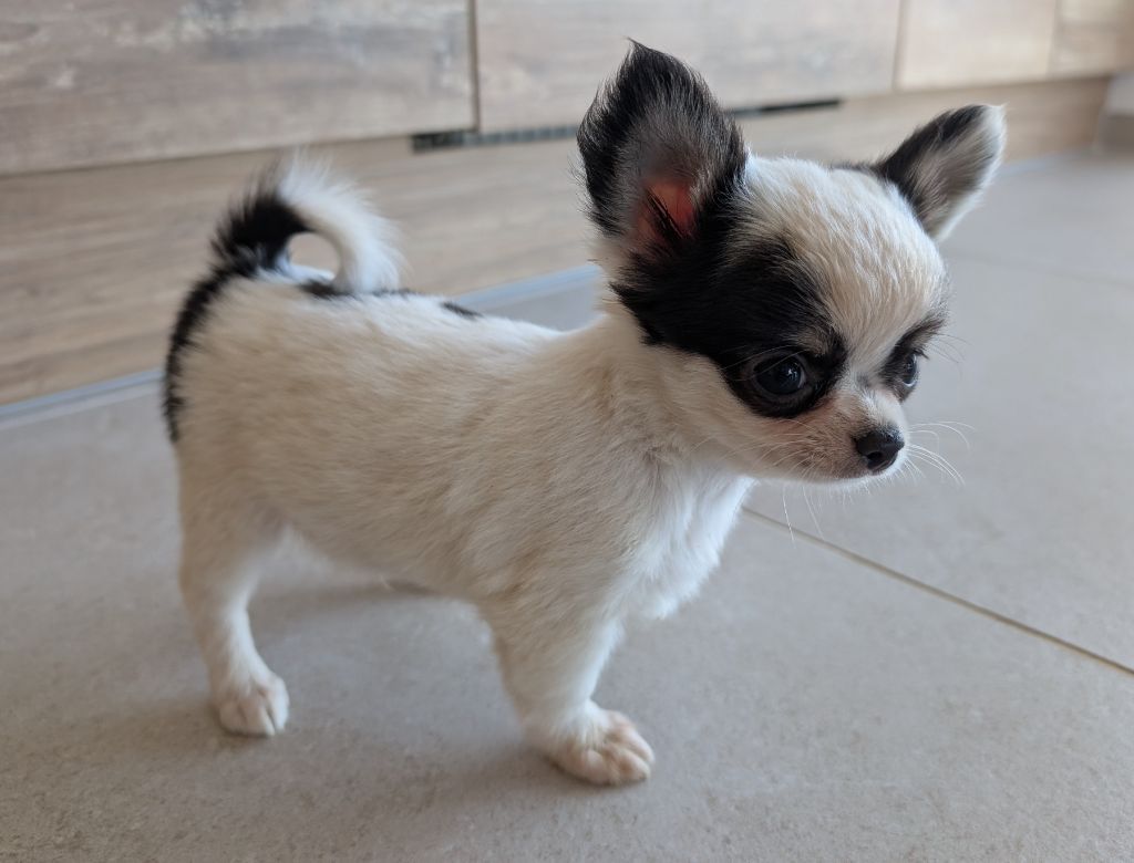 De Doukywa - Chiots disponibles - Chihuahua