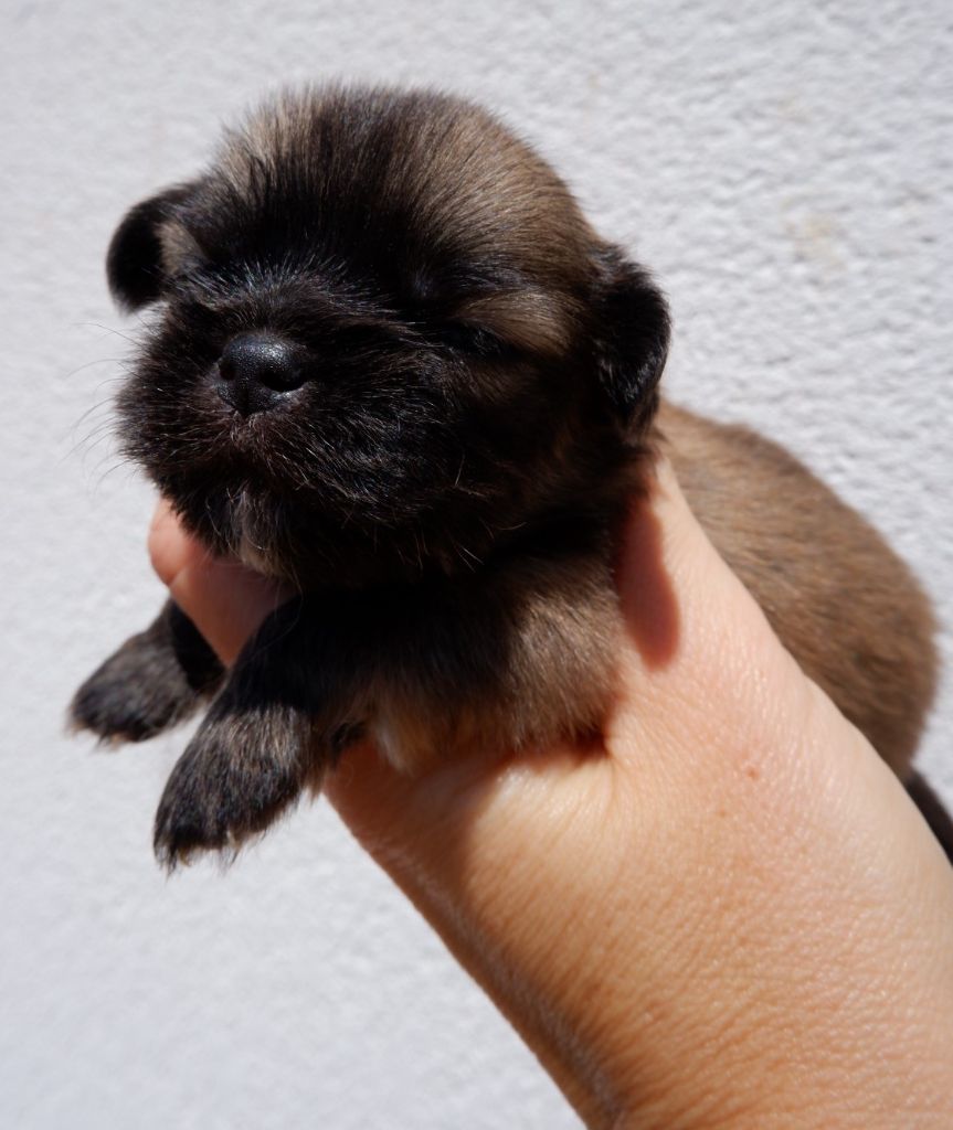De Doukywa - Chiots disponibles - Epagneul tibetain