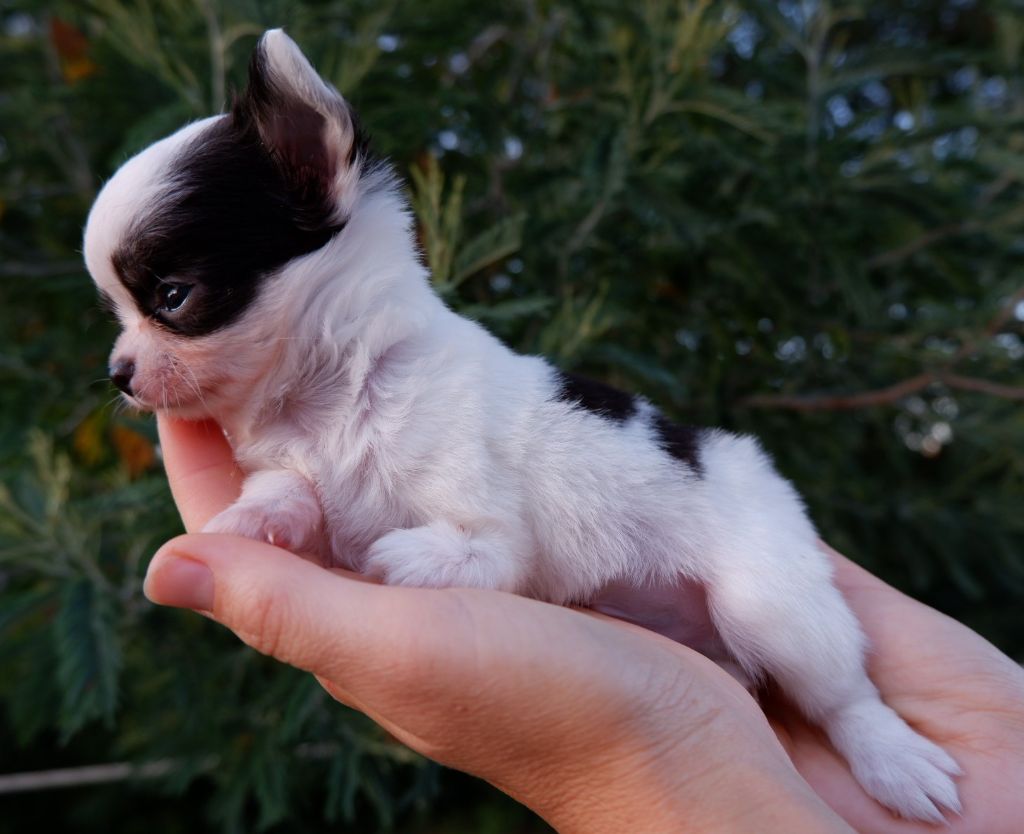 De Doukywa - Chiots disponibles - Chihuahua