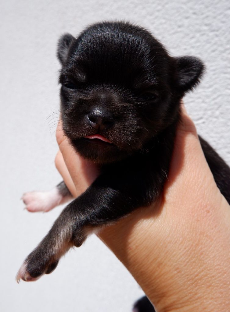 De Doukywa - Chiots disponibles - Chihuahua