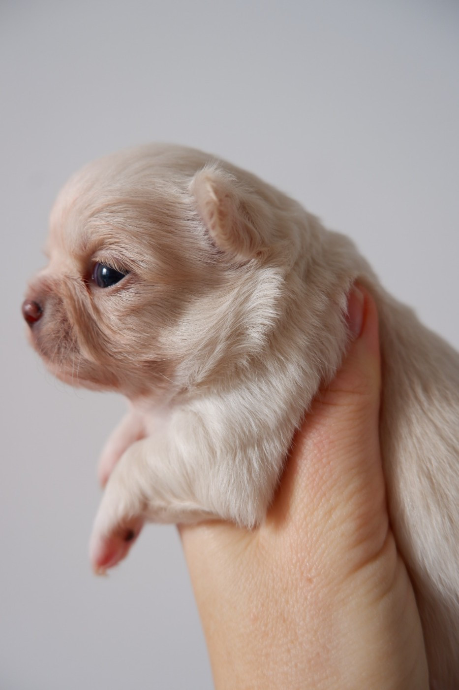 De Doukywa - Chiots disponibles - Chihuahua