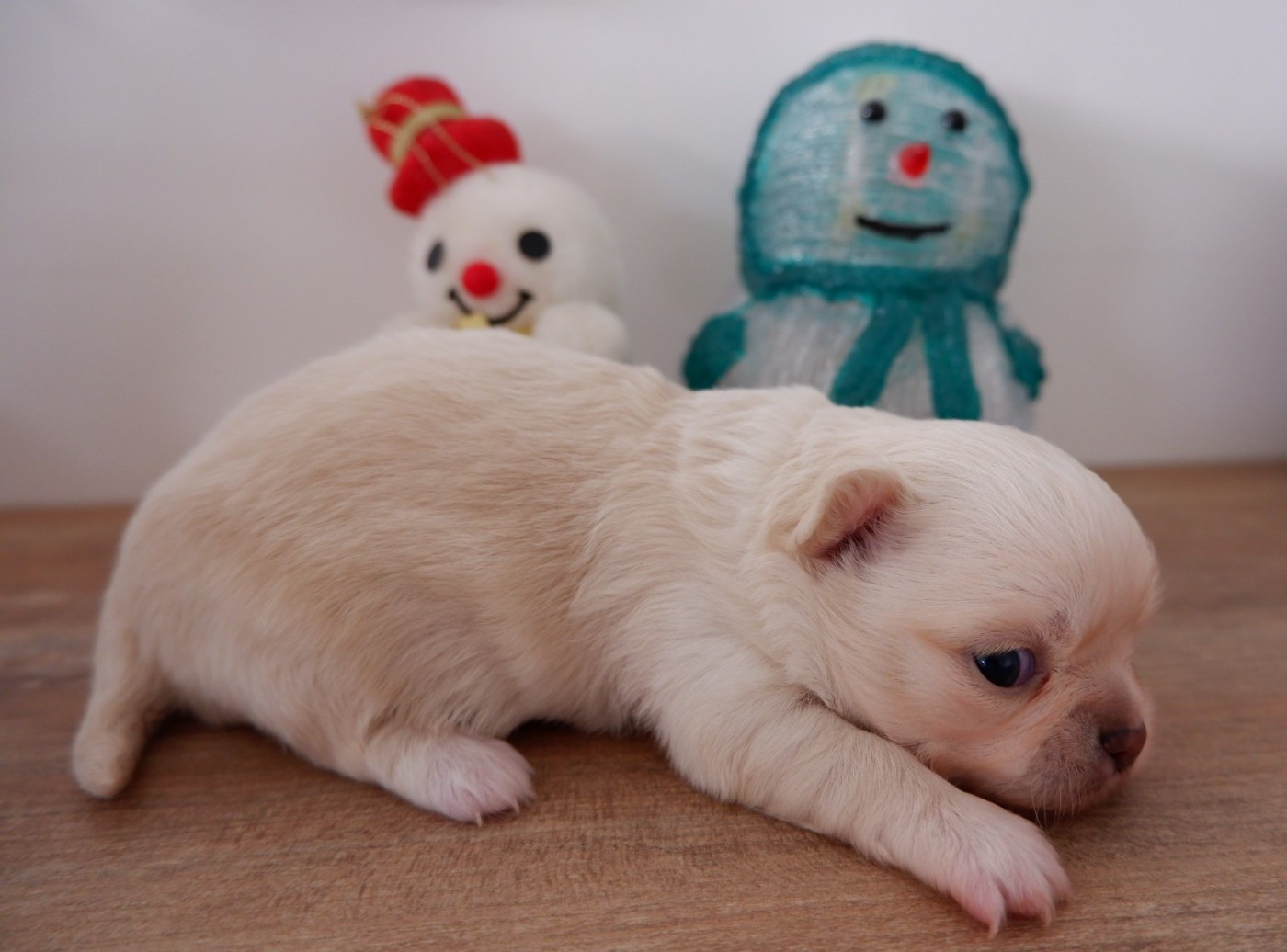 Chiot Chihuahua De Doukywa