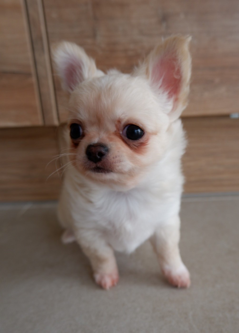 De Doukywa - Chiots disponibles - Chihuahua