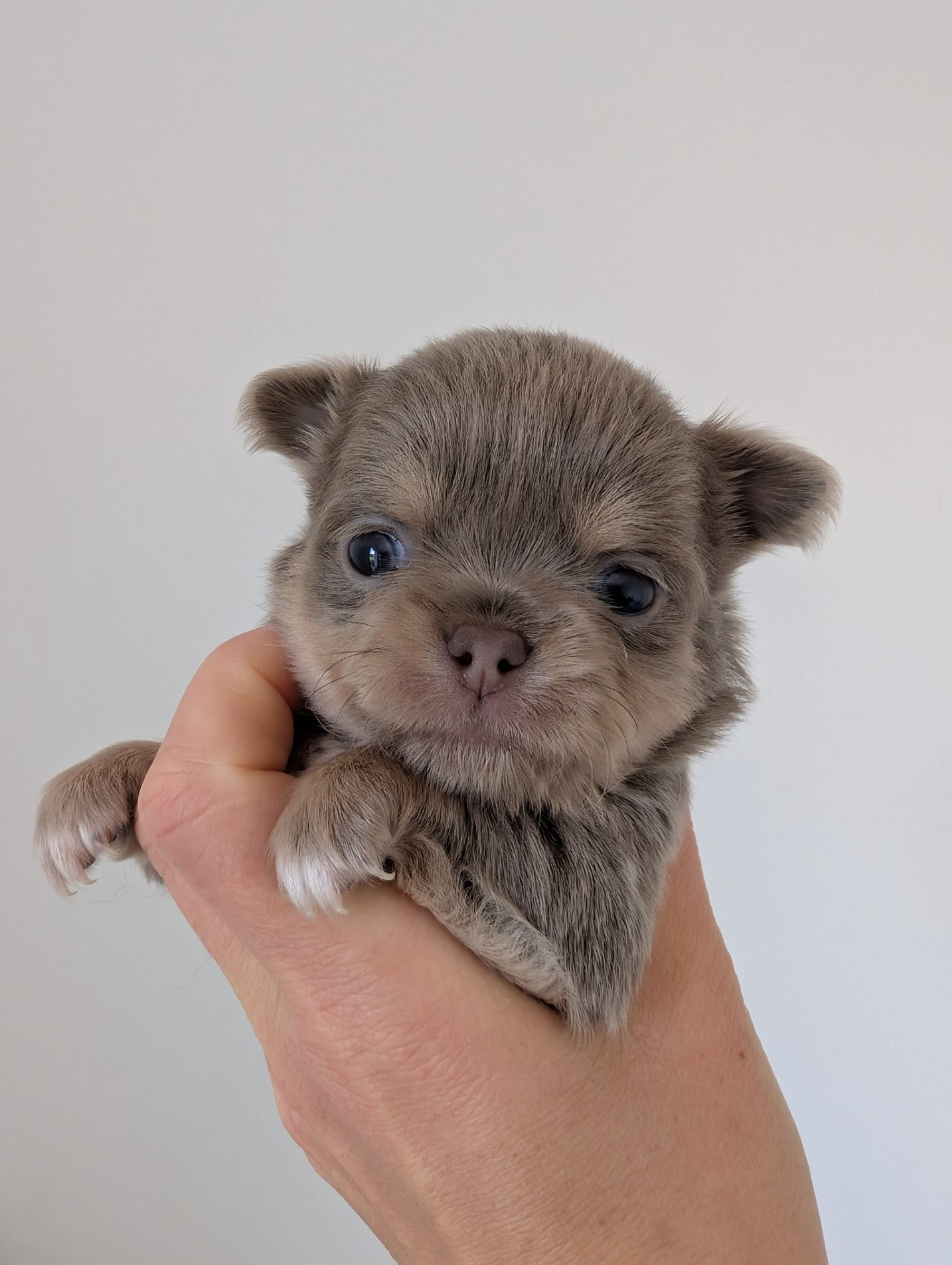 De Doukywa - Chiots disponibles - Chihuahua