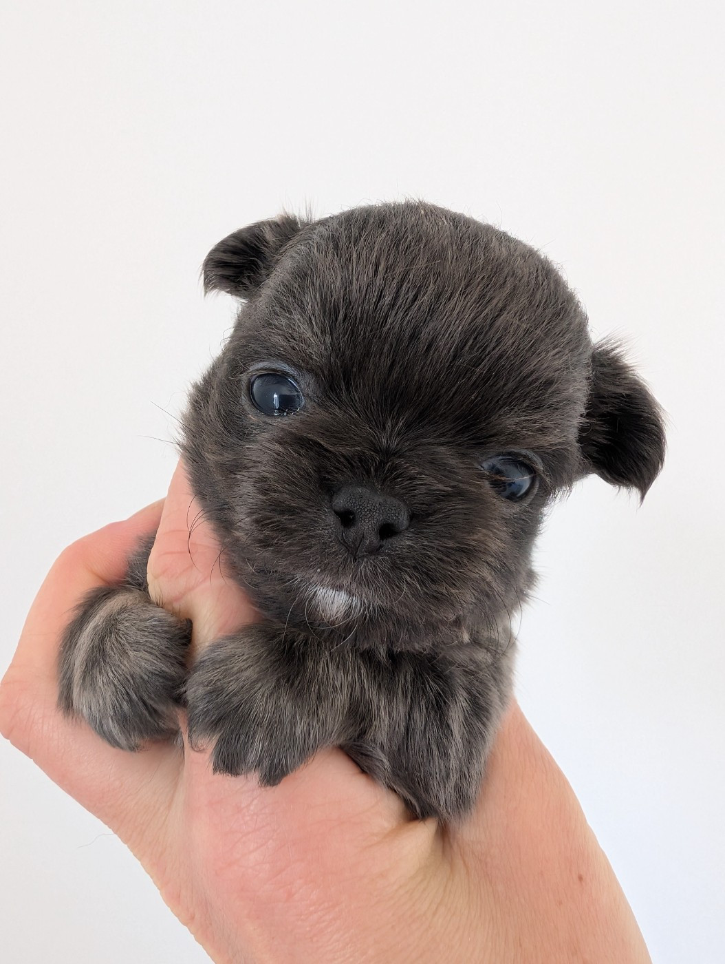 De Doukywa - Chiots disponibles - Chihuahua