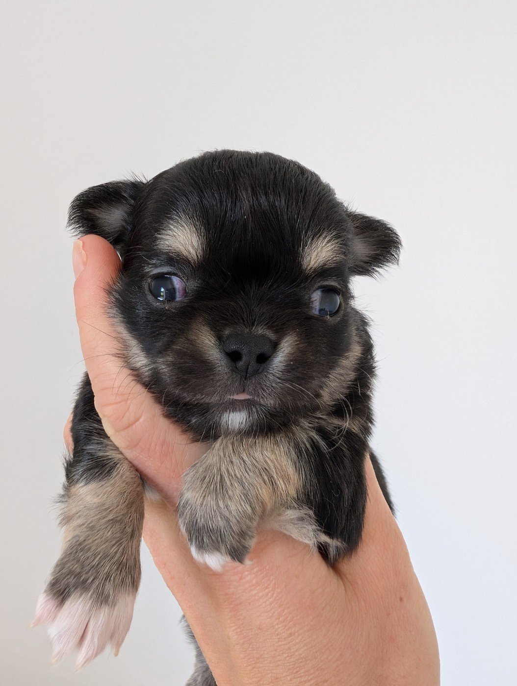 De Doukywa - Chiots disponibles - Chihuahua