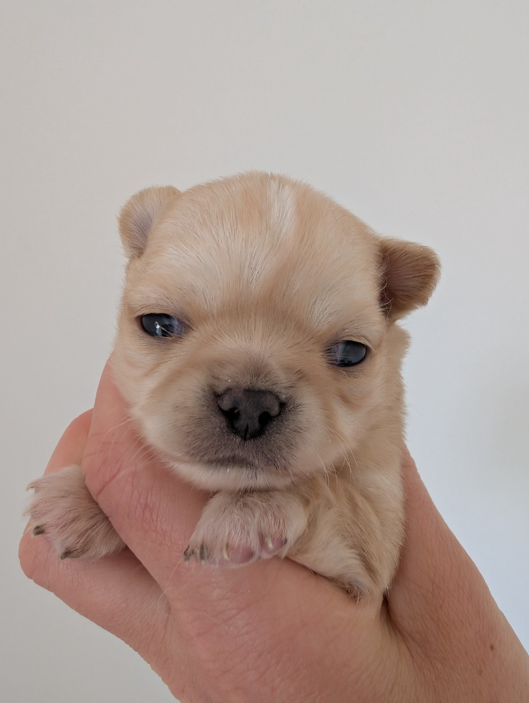 De Doukywa - Chiots disponibles - Chihuahua