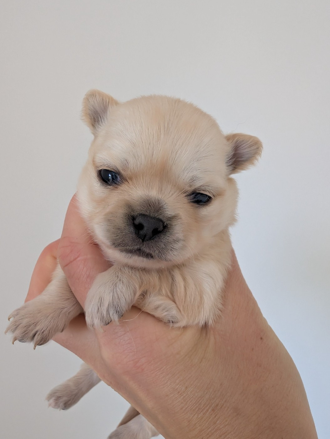 De Doukywa - Chiots disponibles - Chihuahua