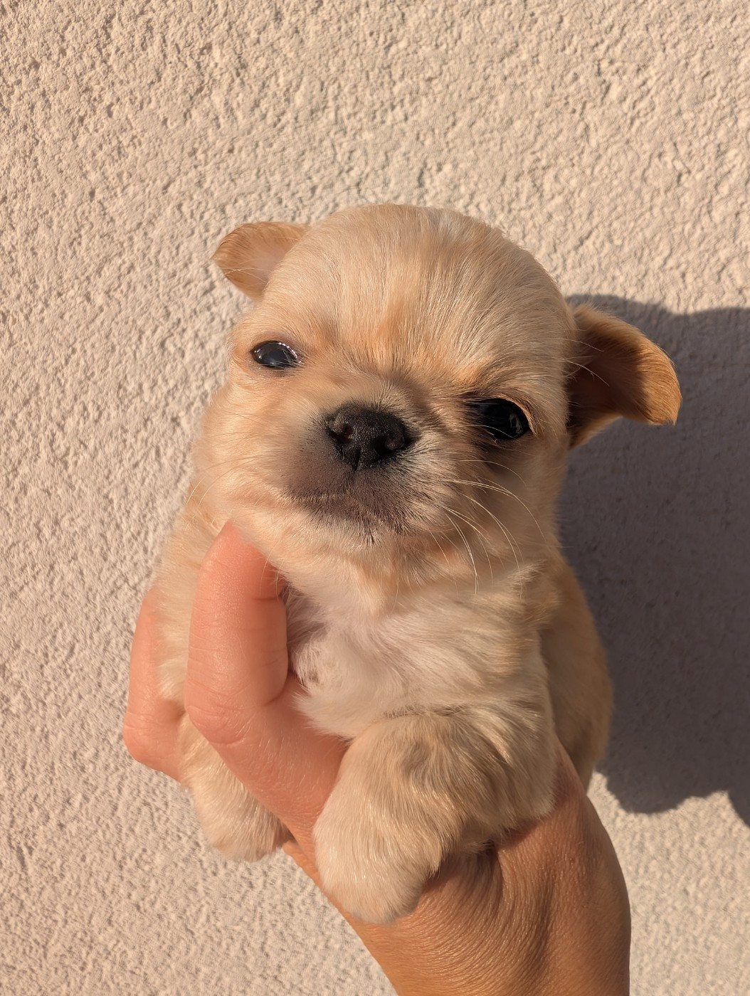 De Doukywa - Chiots disponibles - Chihuahua