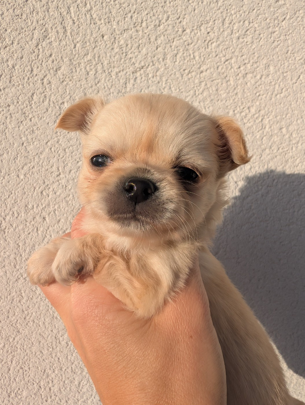De Doukywa - Chiots disponibles - Chihuahua