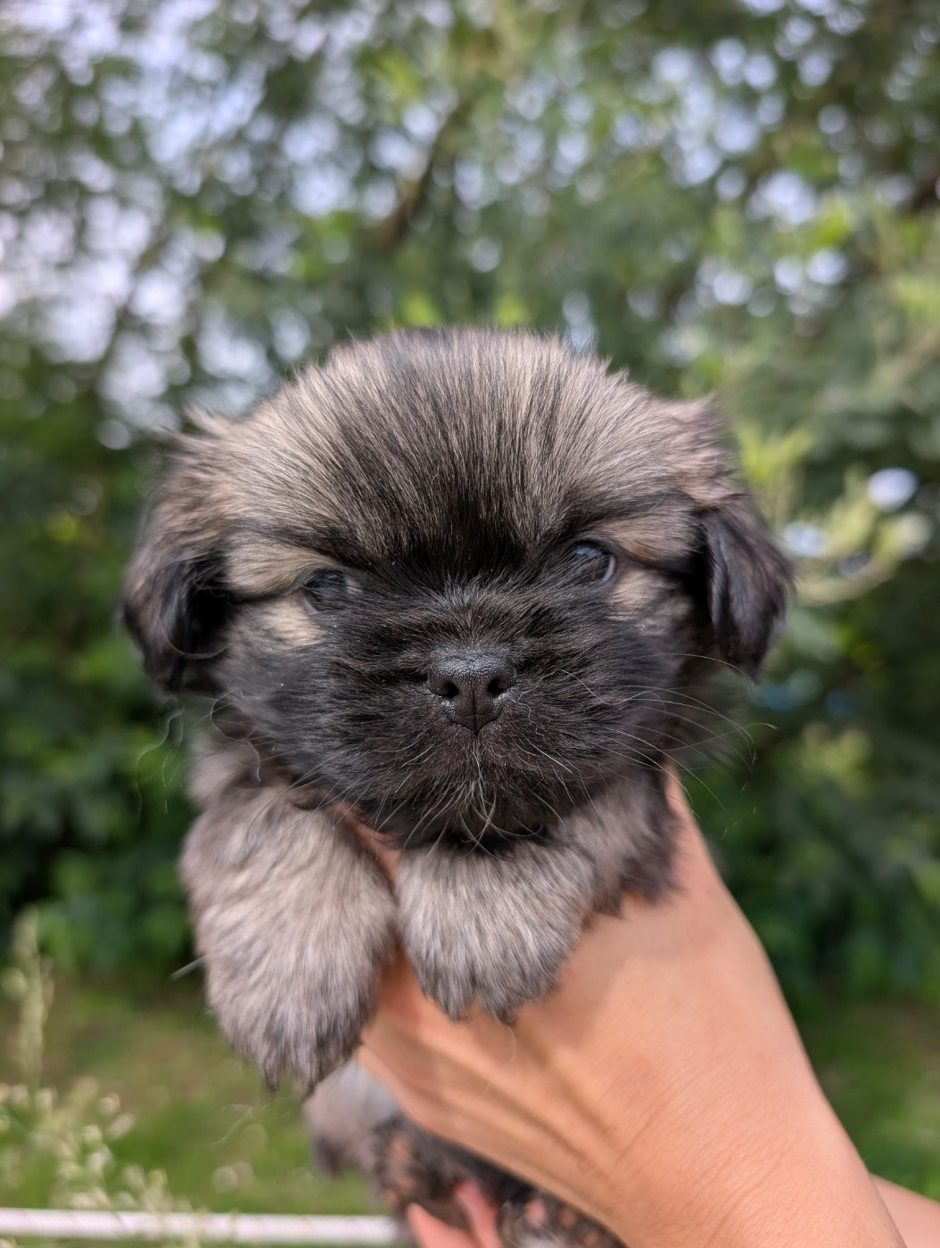 De Doukywa - Chiots disponibles - Epagneul tibetain