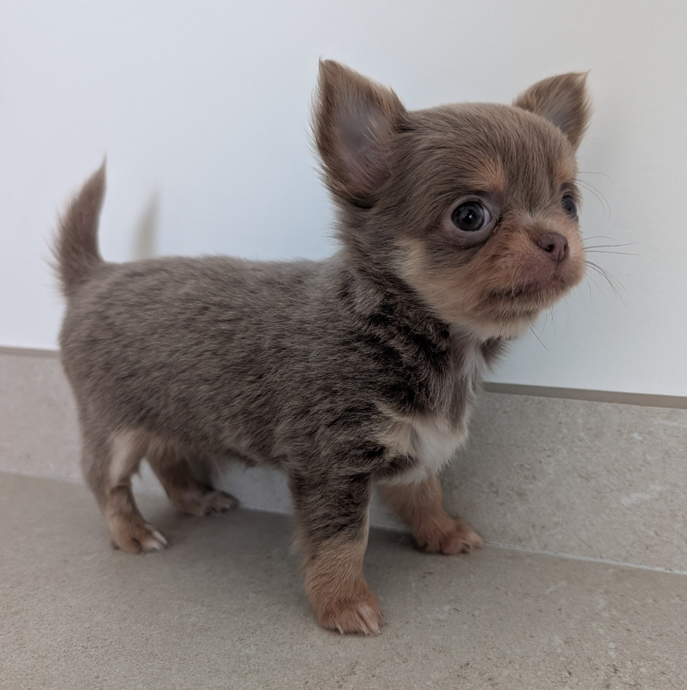 De Doukywa - Chiots disponibles - Chihuahua