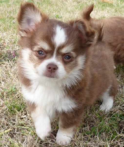 De Doukywa - Chihuahua - Portée née le 17/09/2016