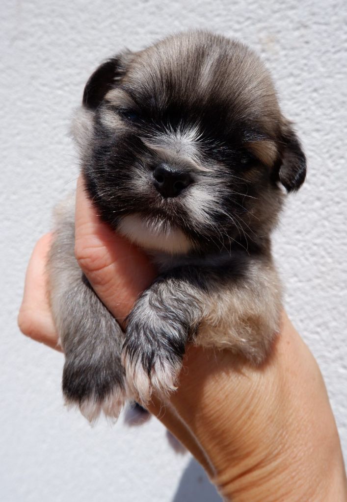 De Doukywa - Chiots disponibles - Epagneul tibetain