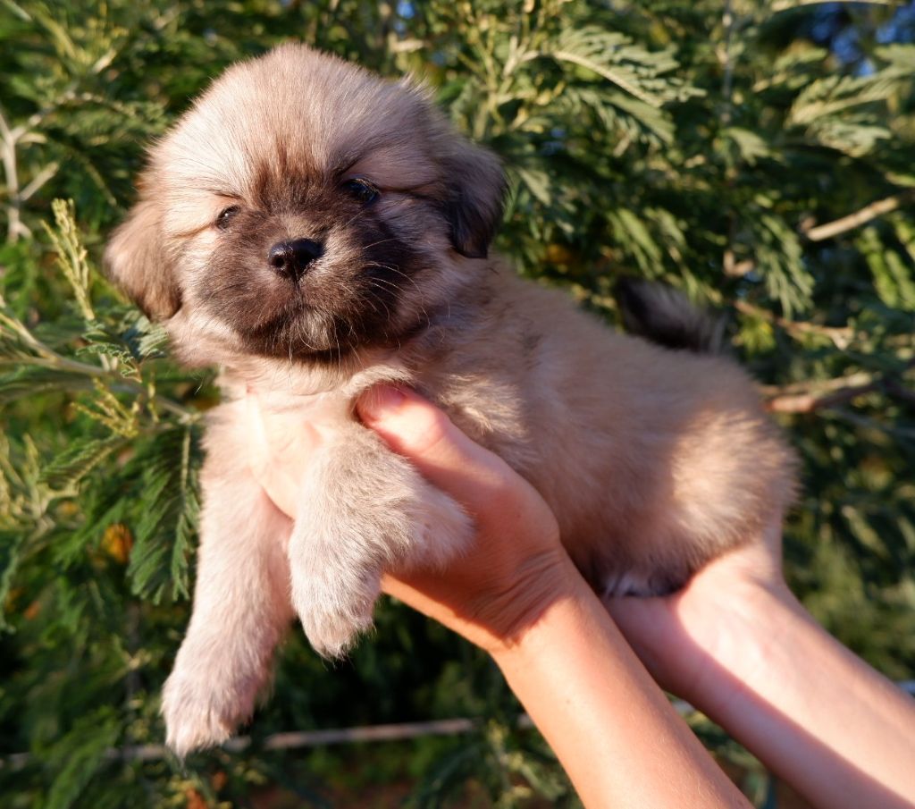 De Doukywa - Chiots disponibles - Epagneul tibetain