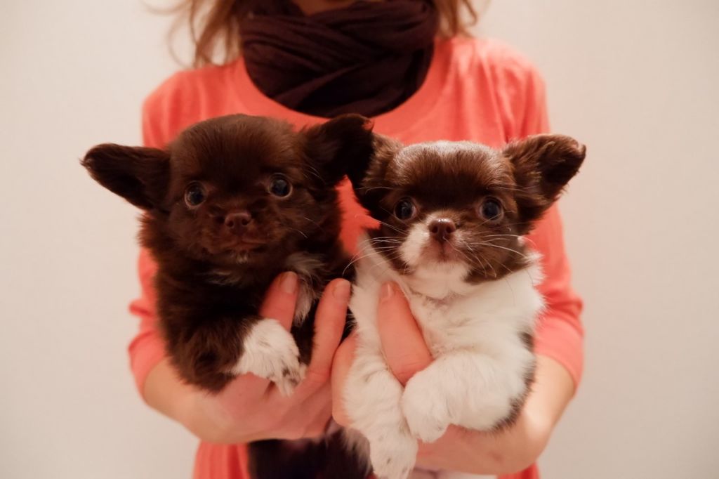De Doukywa - Chihuahua - Portée née le 13/11/2020