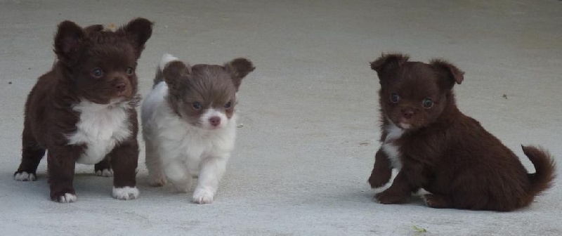 De Doukywa - Chihuahua - Portée née le 26/05/2015