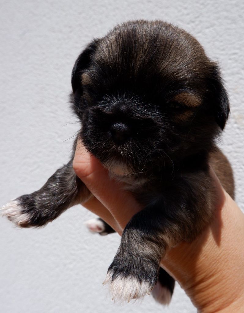 De Doukywa - Chiots disponibles - Epagneul tibetain