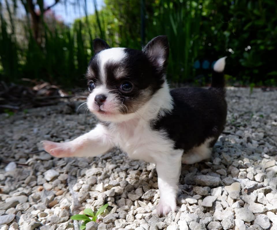 De Doukywa - Chihuahua - Portée née le 26/02/2021