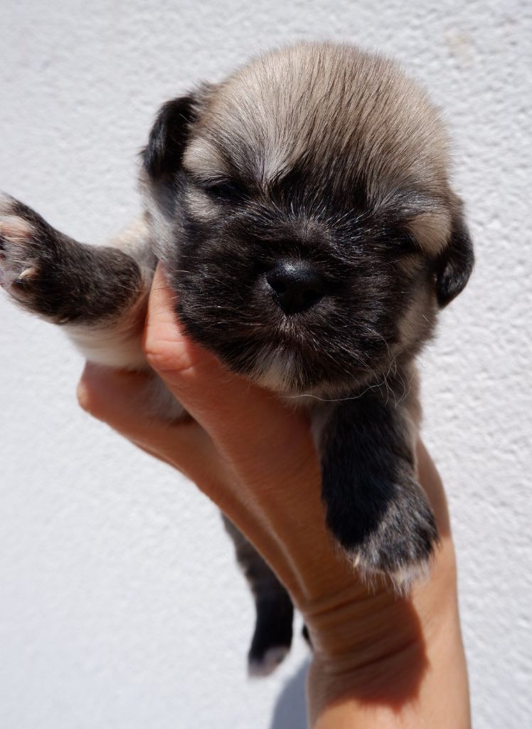 De Doukywa - Chiots disponibles - Epagneul tibetain