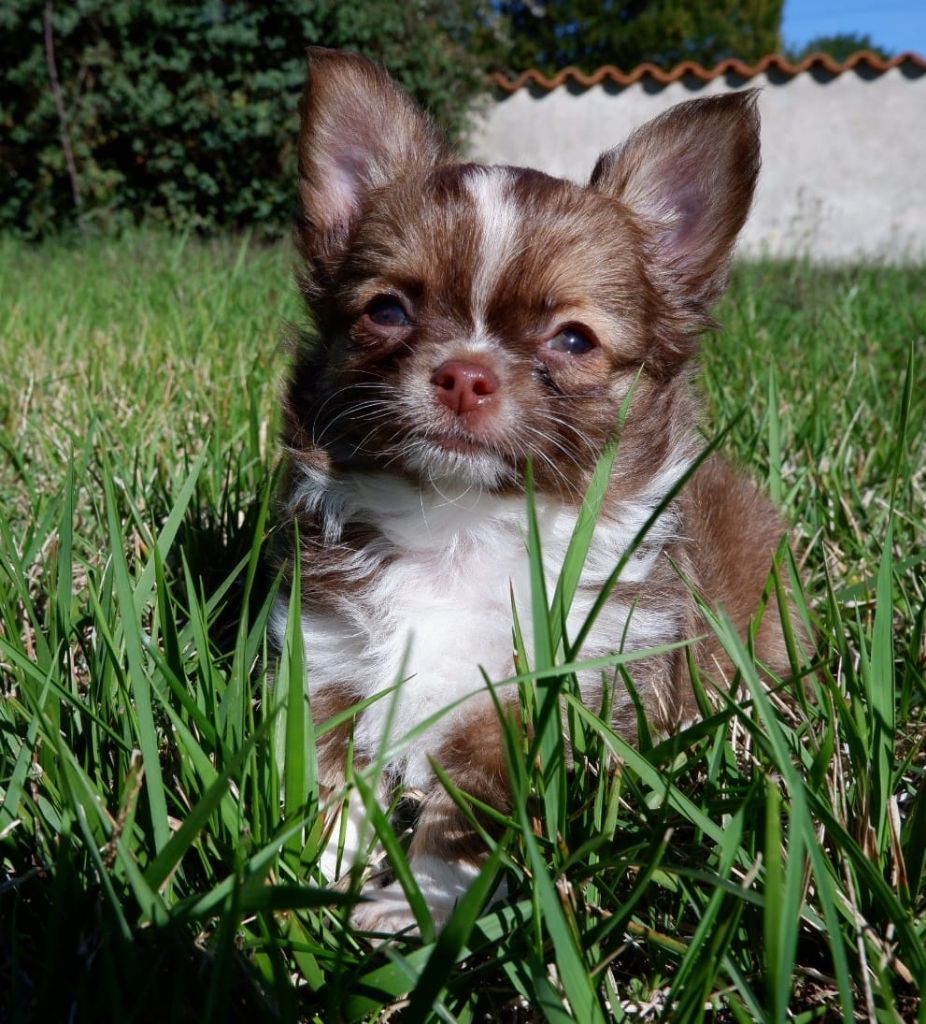 De Doukywa - Chihuahua - Portée née le 05/08/2023