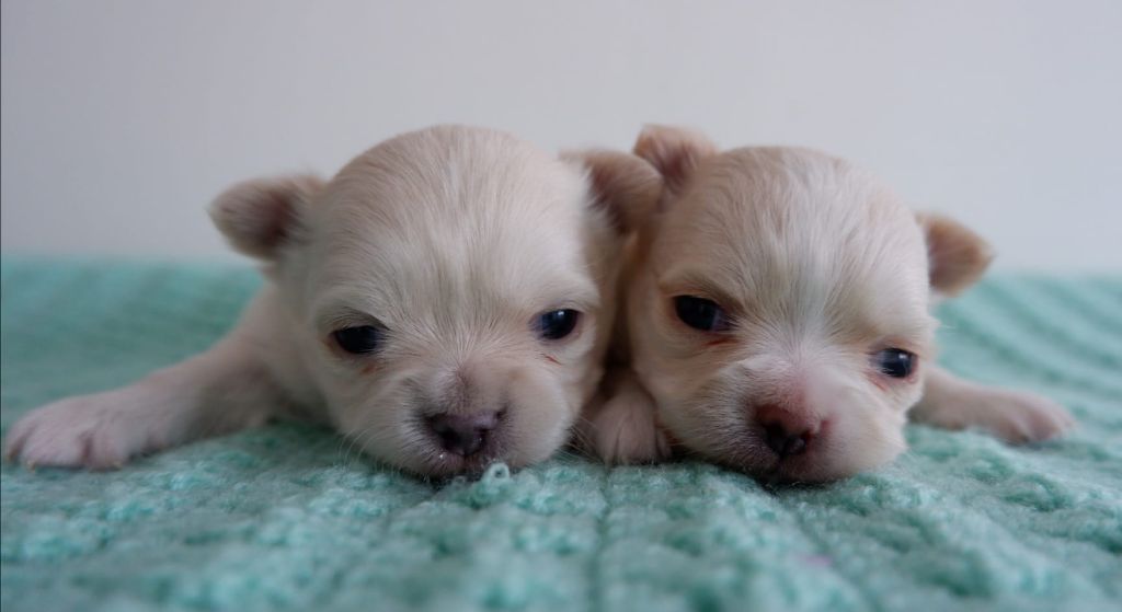 De Doukywa - Chihuahua - Portée née le 12/01/2022