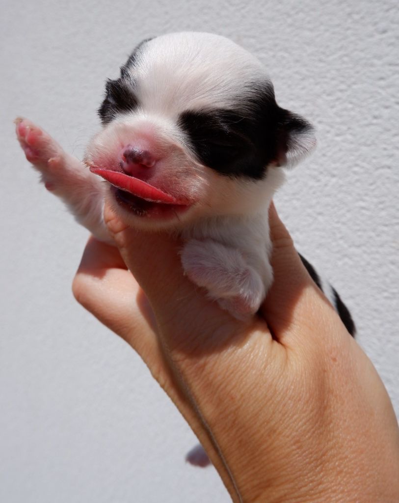 De Doukywa - Chiots disponibles - Chihuahua