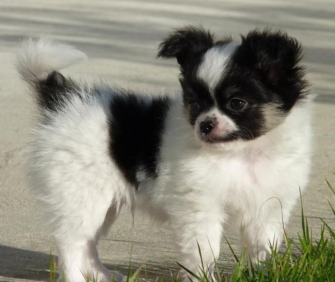 De Doukywa - Chihuahua - Portée née le 23/11/2015