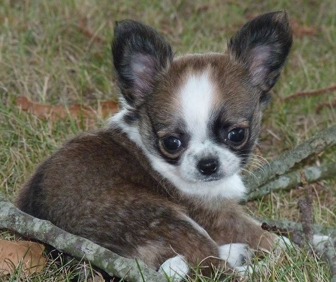 De Doukywa - Chihuahua - Portée née le 24/07/2016