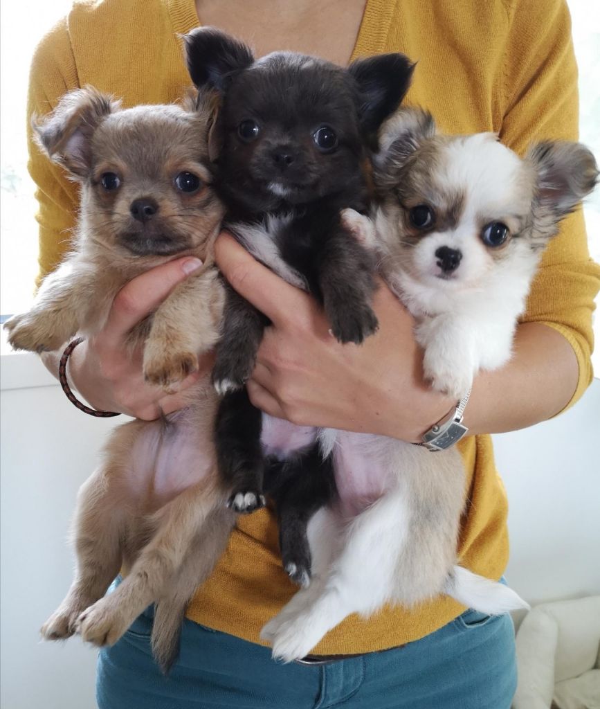 De Doukywa - Chihuahua - Portée née le 09/02/2020