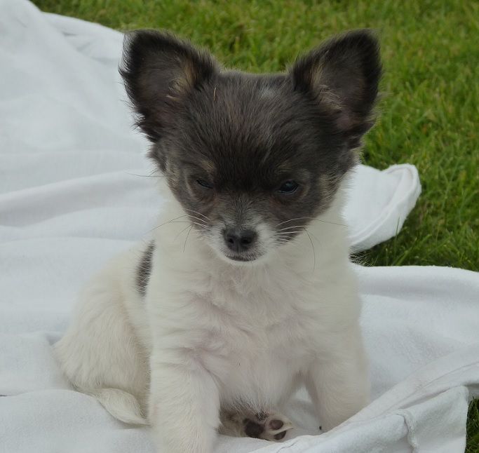 De Doukywa - Chihuahua - Portée née le 16/02/2017